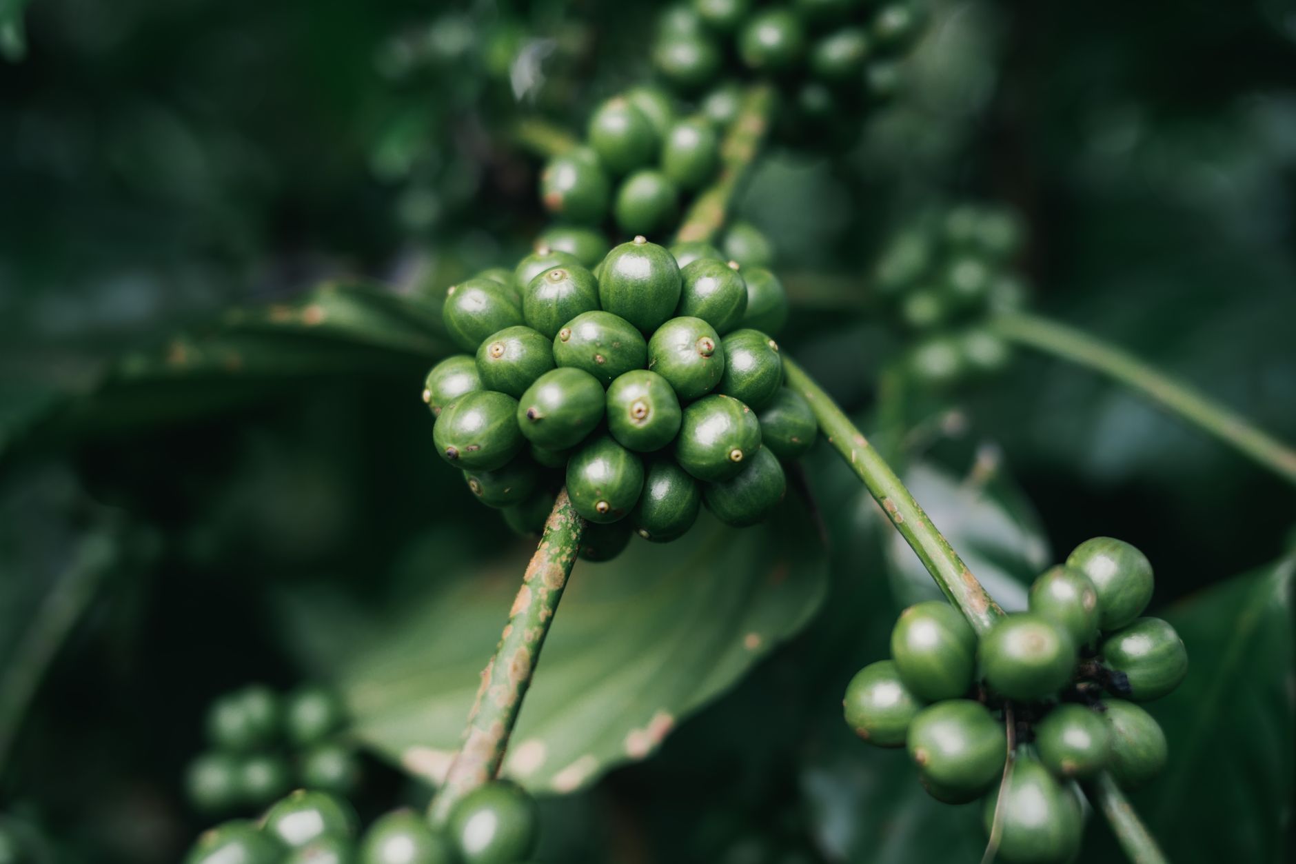 coffee cherry ripening high altitude mountain farm