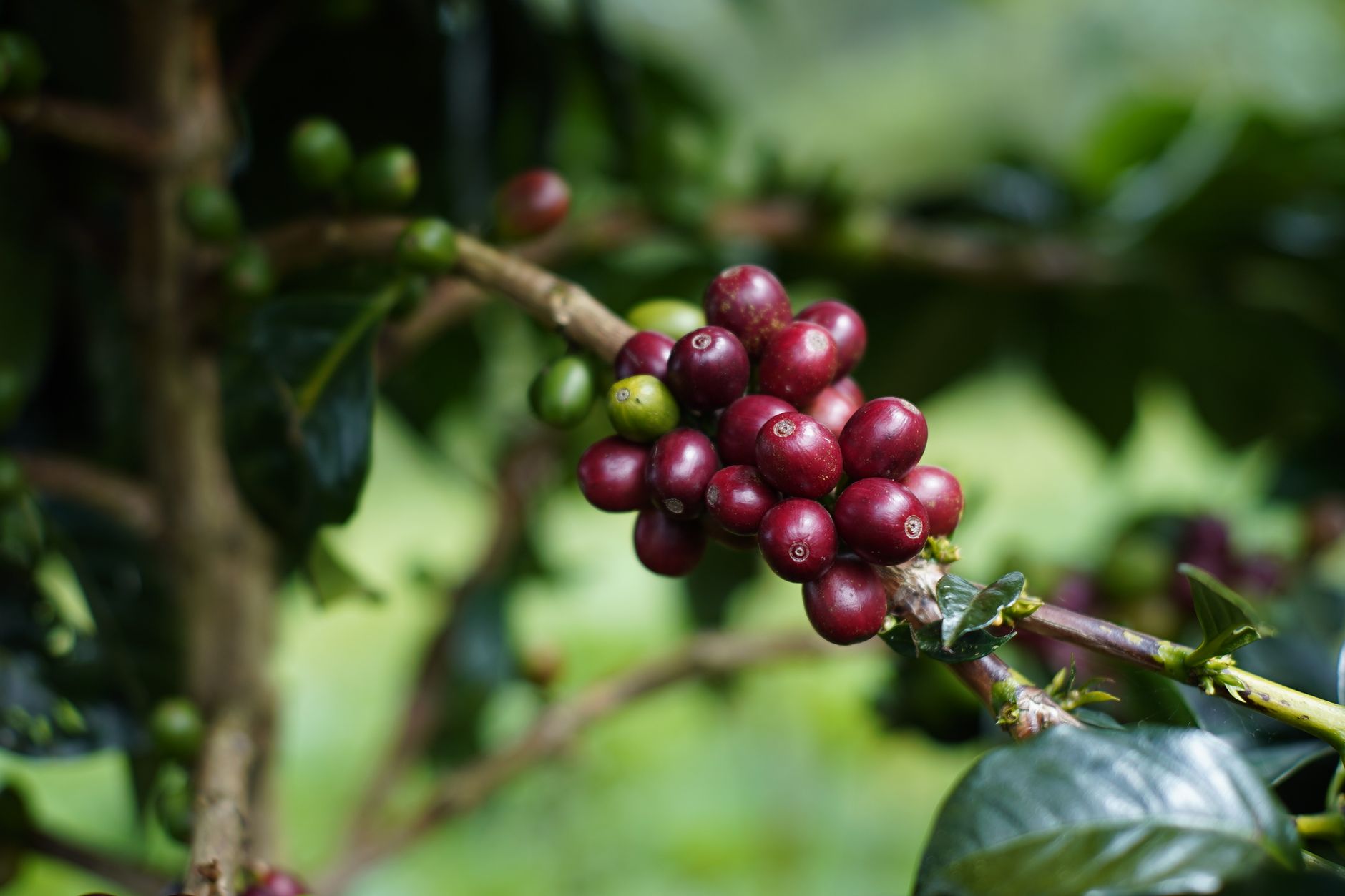 ethiopian coffee plantation high altitude yirgacheffe