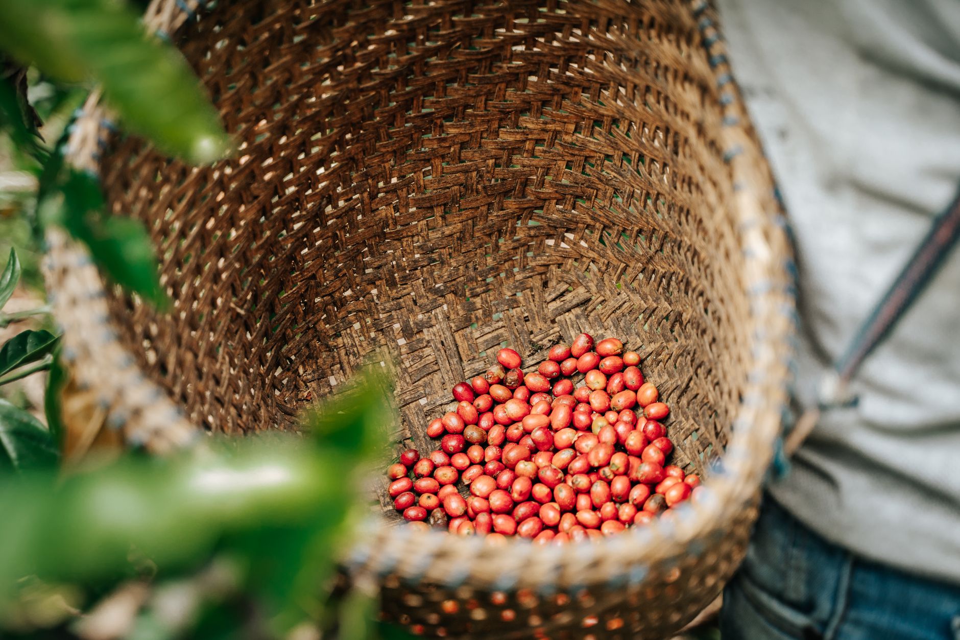 arabica coffee cherries red ripe branch