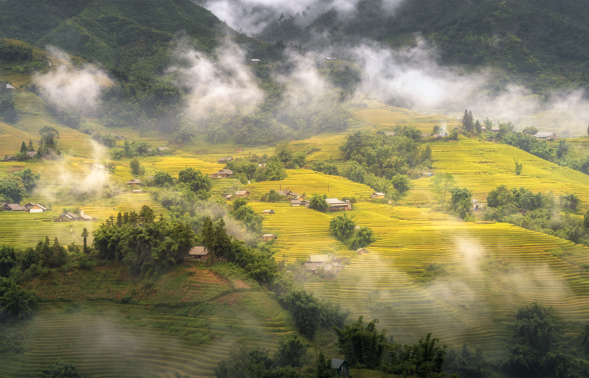 coffee farm terrace rows altitude mountain fog