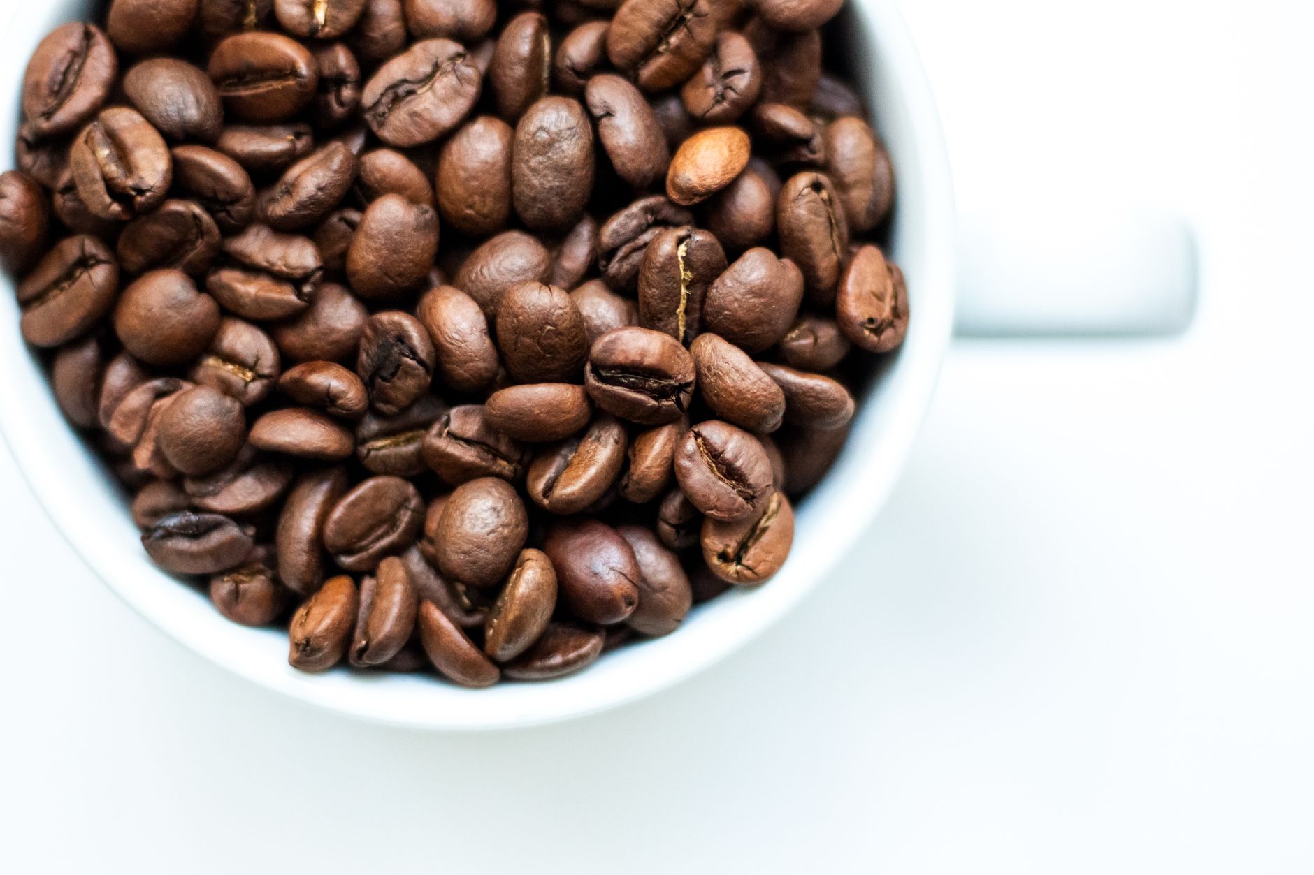 arabica vs robusta coffee