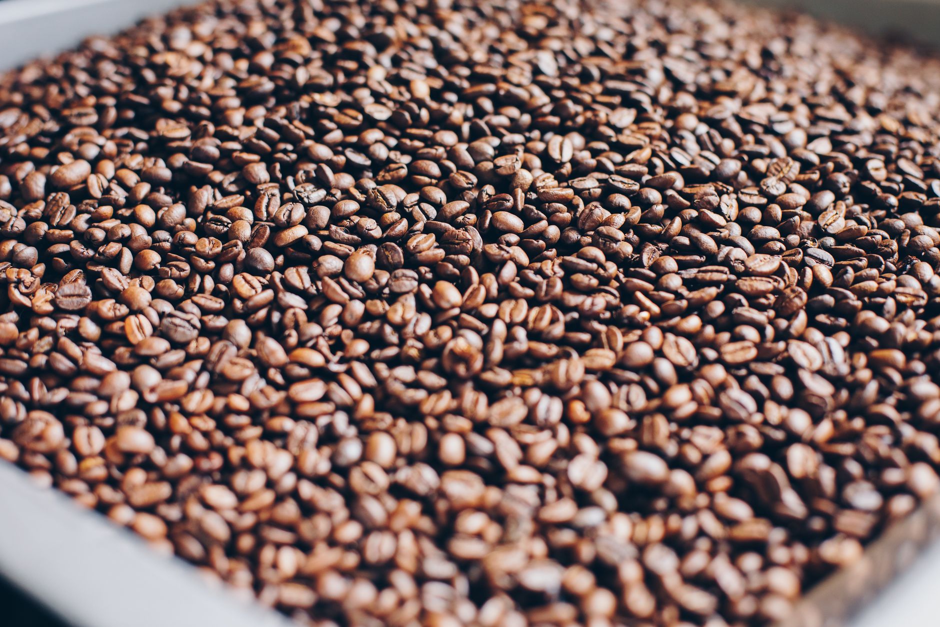 whole coffee beans dropping into burr grinder hopper