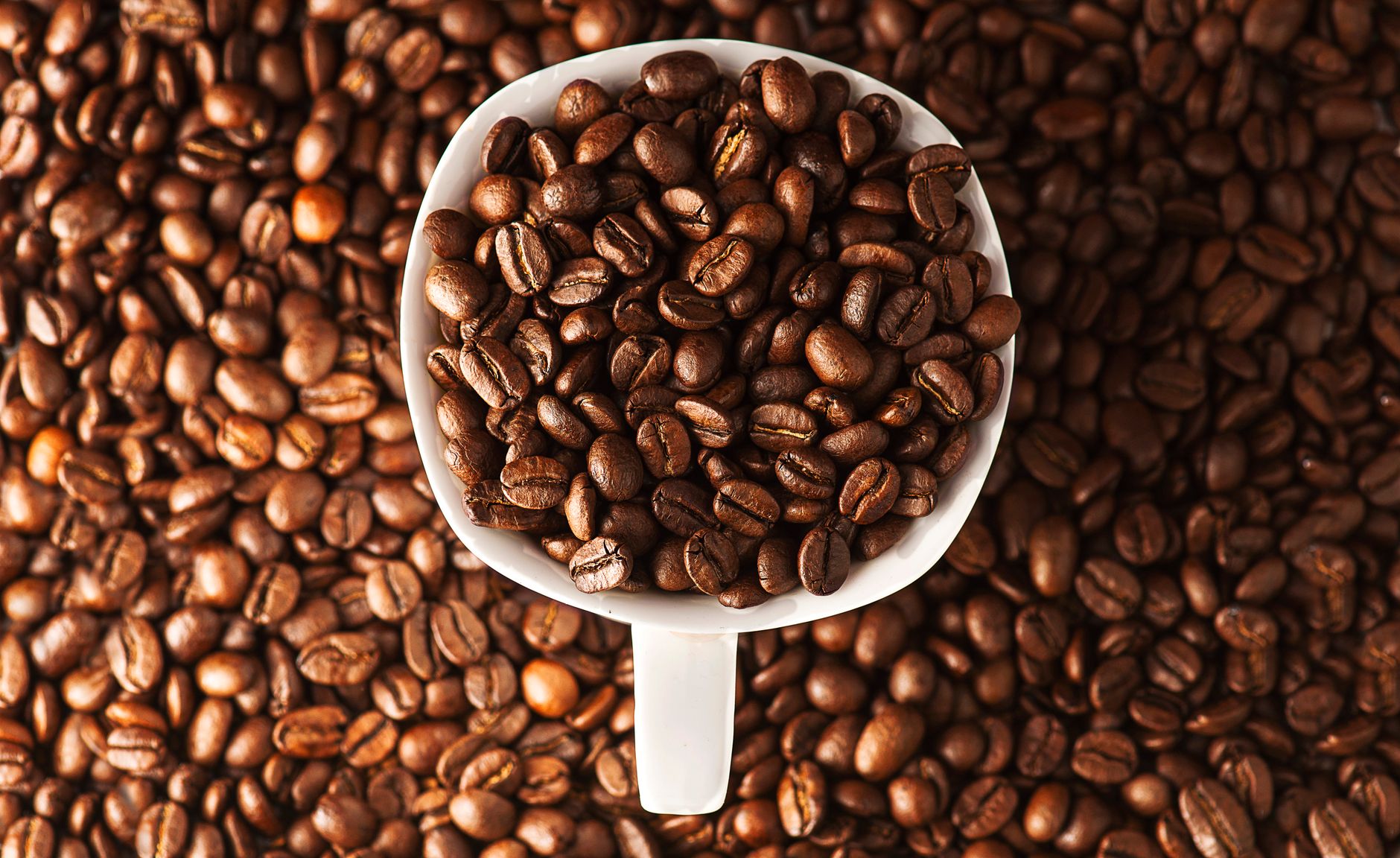 Ethiopian coffee forest wild arabica trees canopy