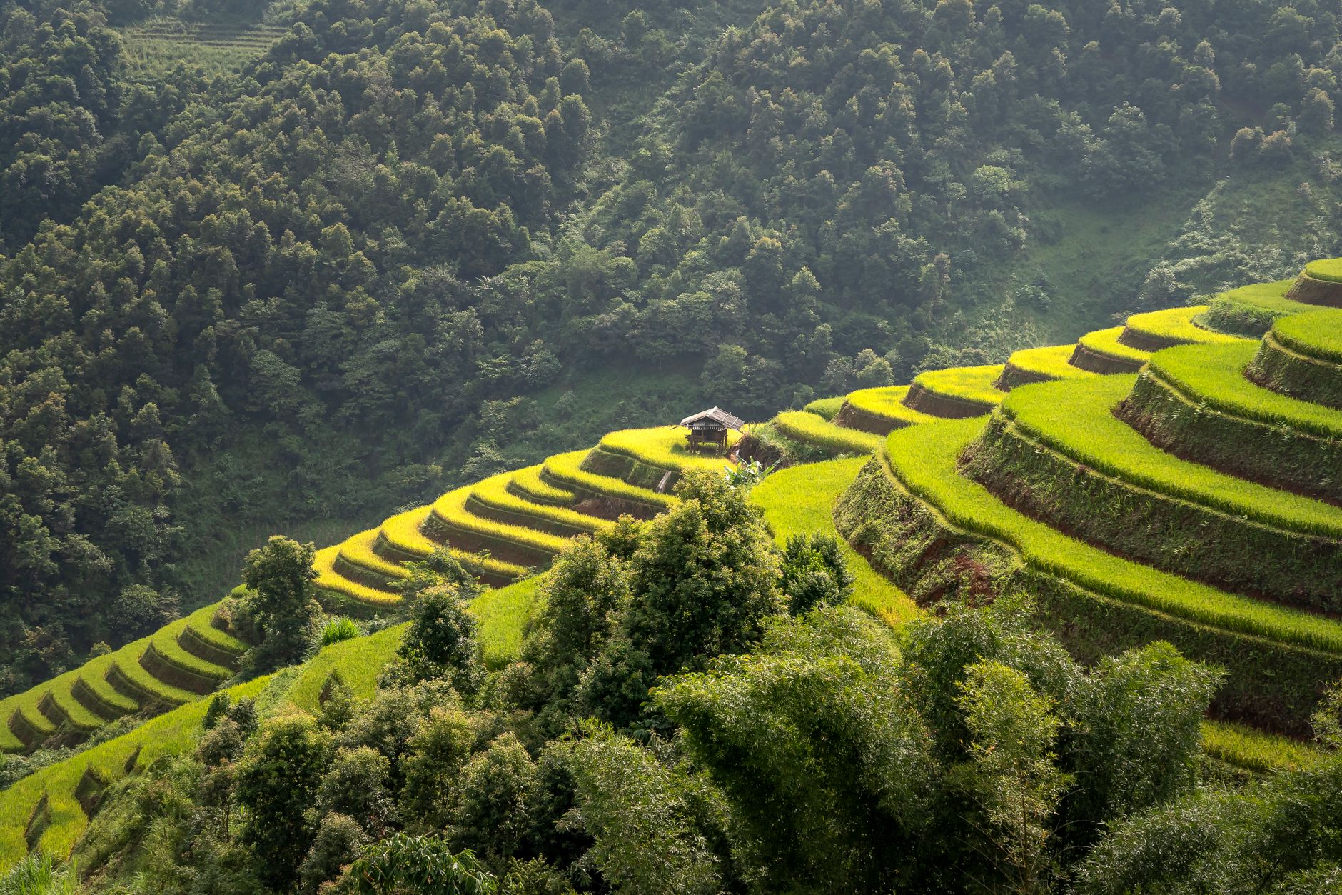 Colombian coffee farm Andes mountain terraces