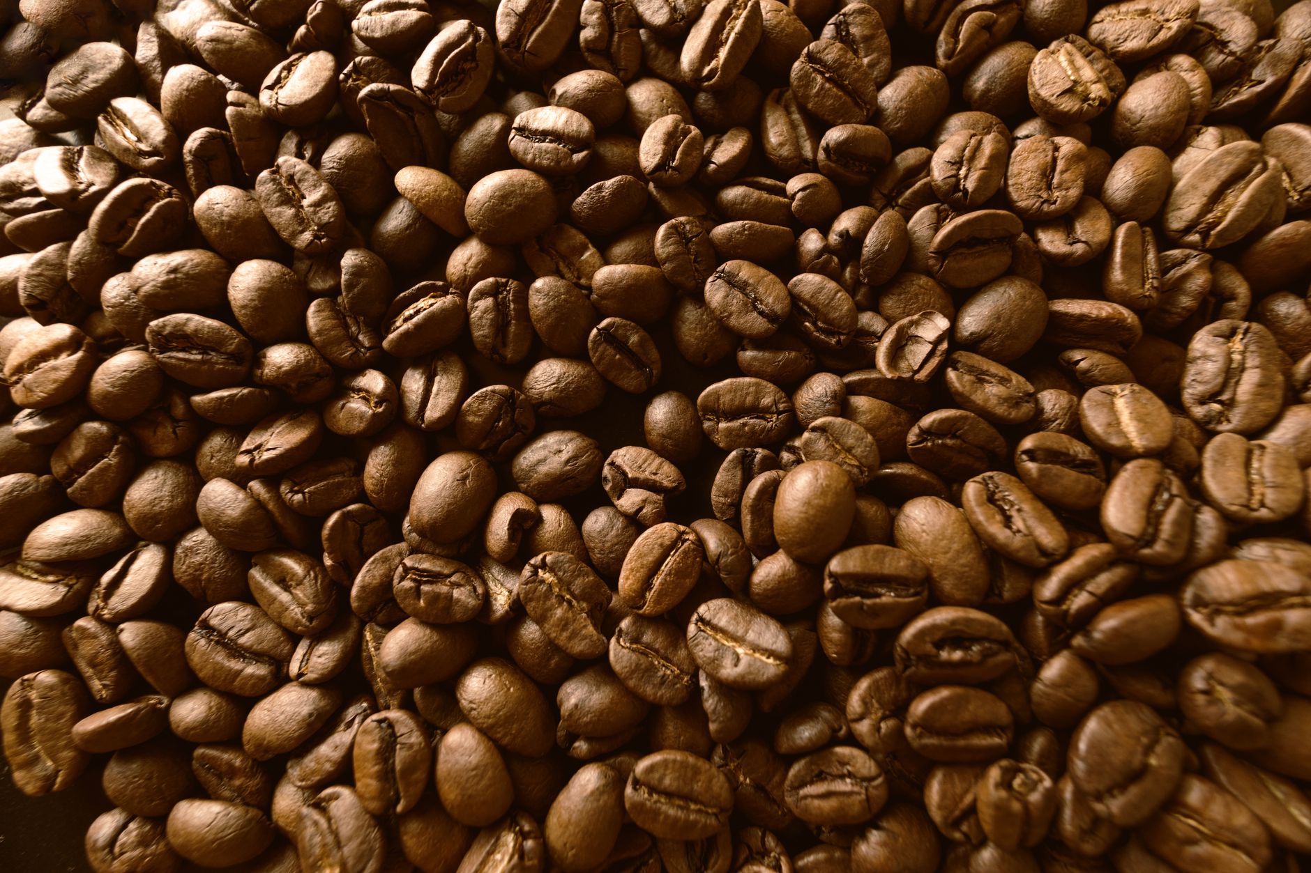 freshly roasted coffee beans cooling on tray