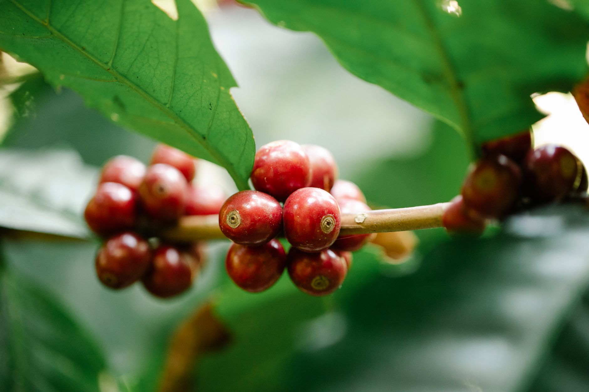 Ethiopian Yirgacheffe coffee cherry red harvest closeup