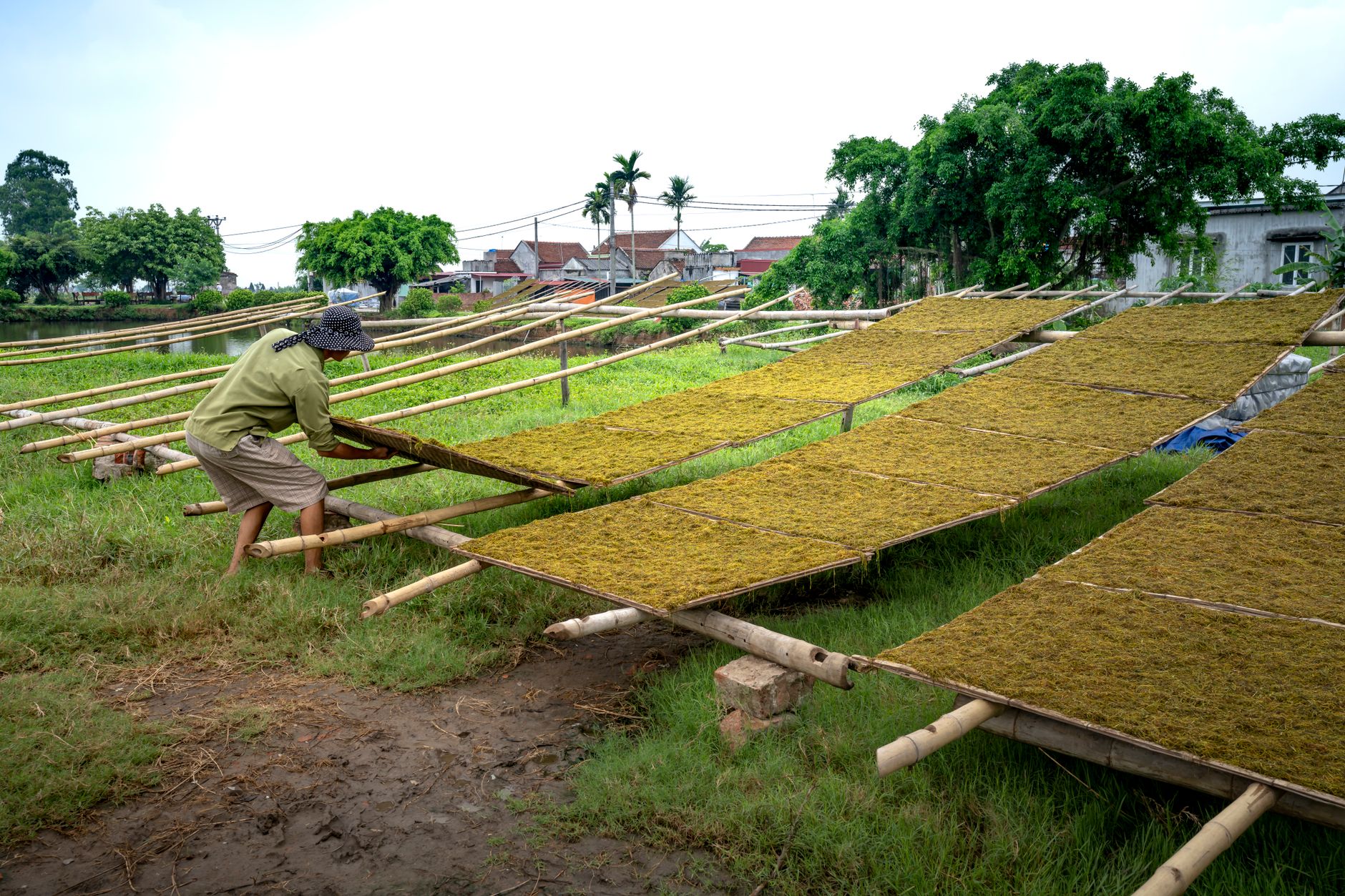 coffee cherry pulp mucilage honey process drying beds
