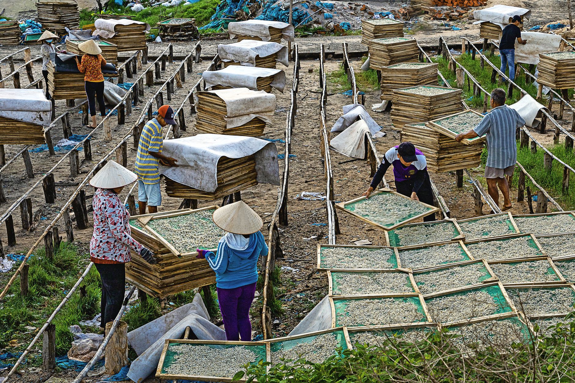 washed natural honey coffee processing comparison drying raised beds