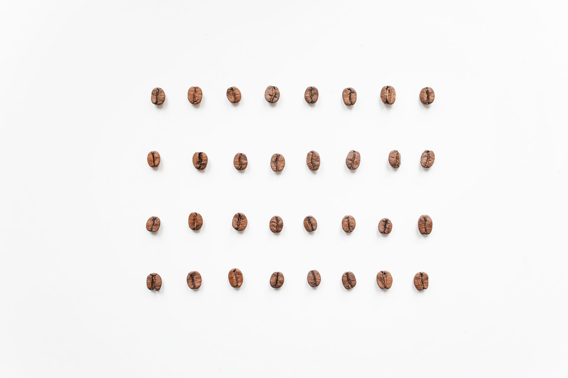 coffee bean anatomy