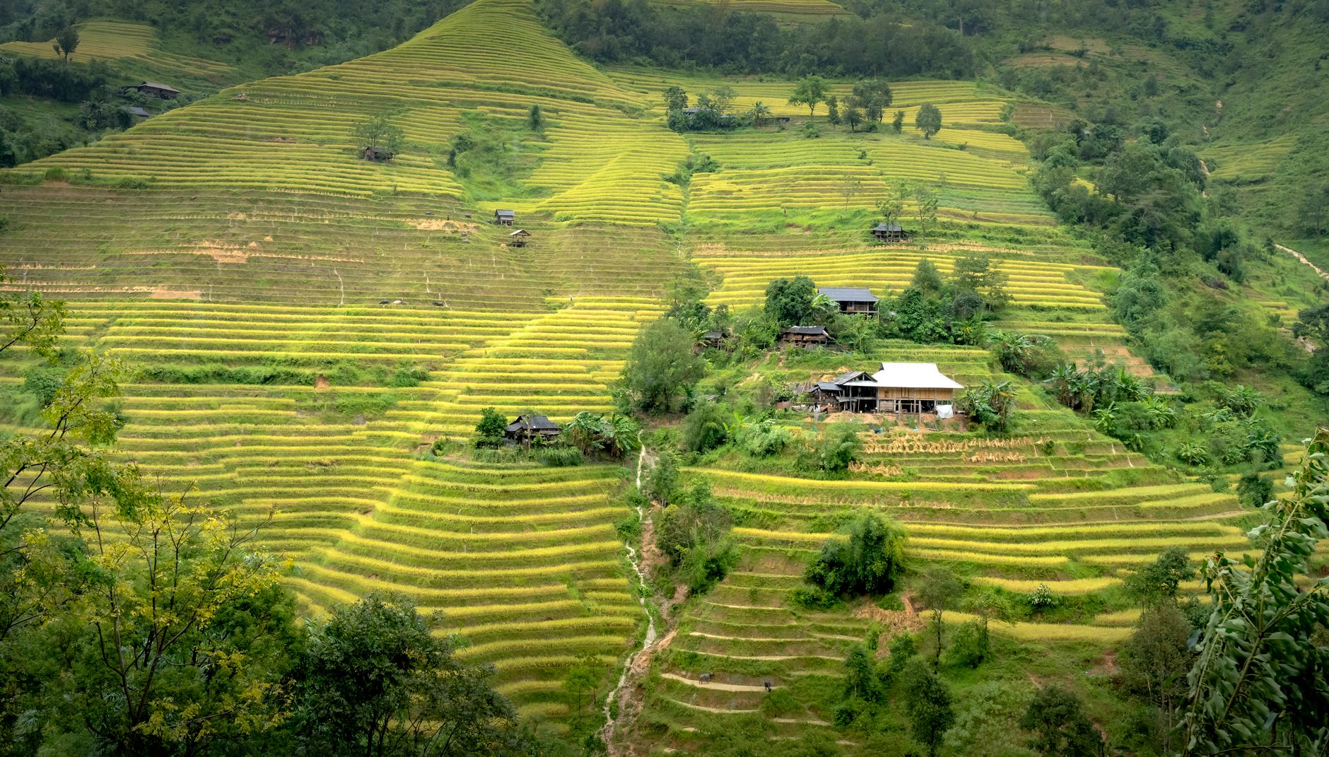 coffee farm terraced hillside Colombia altitude