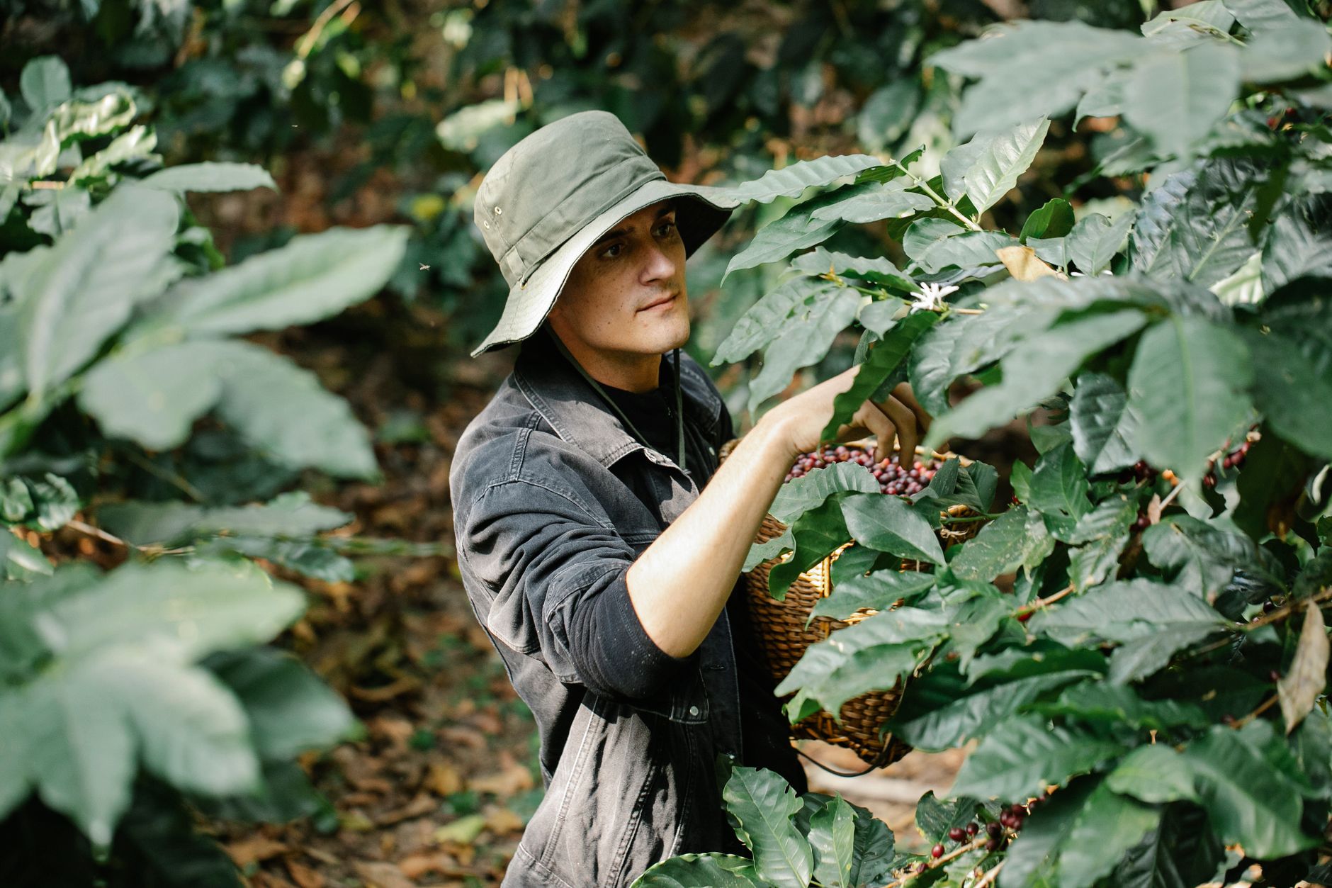 coffee certification labels fair trade organic rainforest alliance bags