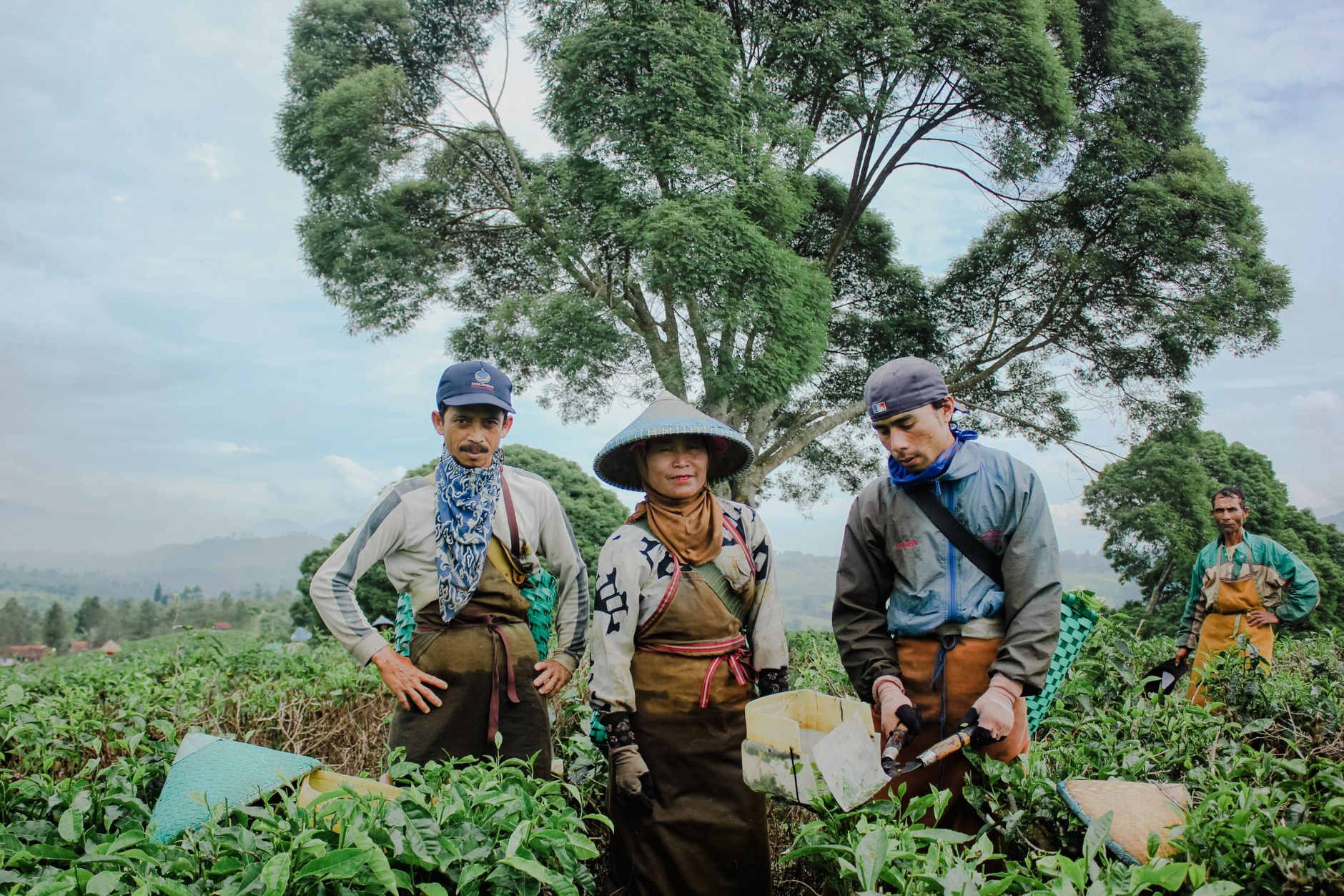 fair trade certified coffee cooperative farmers harvesting