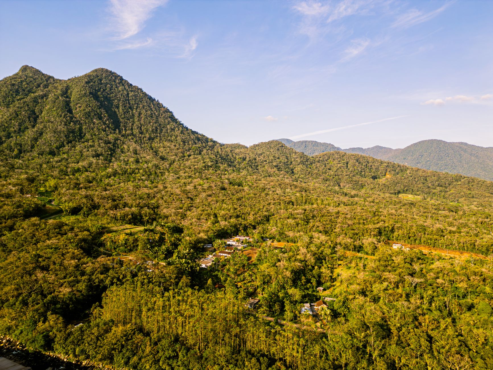 organic coffee shade grown farm mountain altitude canopy