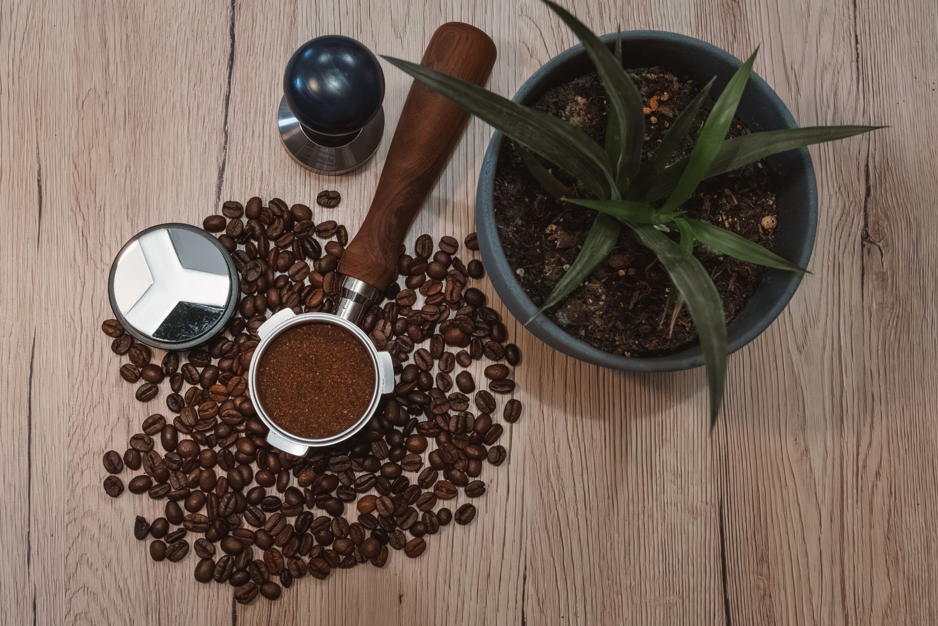 coffee grinder comparison lineup multiple grinders side by side