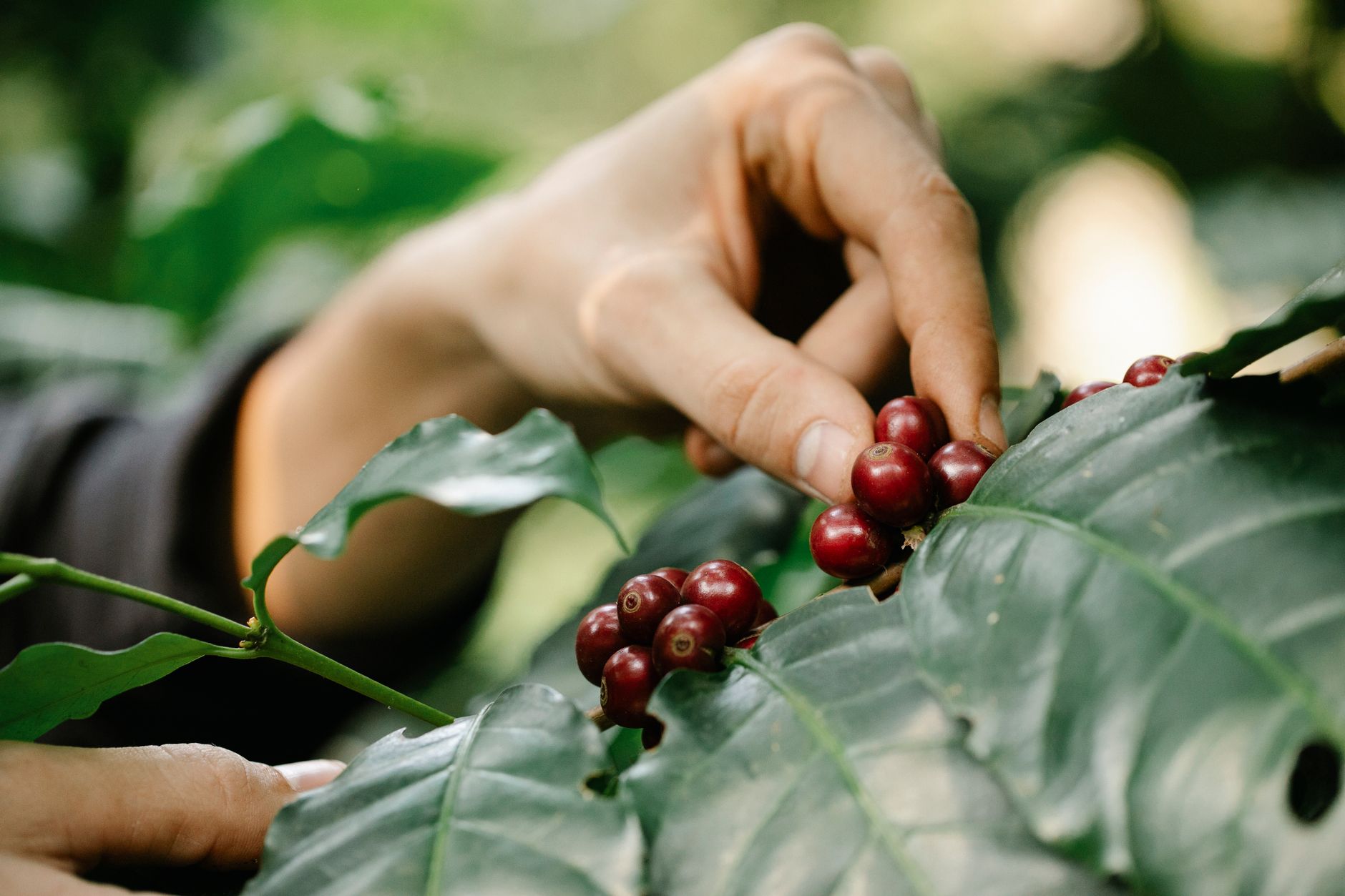 ethiopian yirgacheffe washed coffee cherries drying raised bed