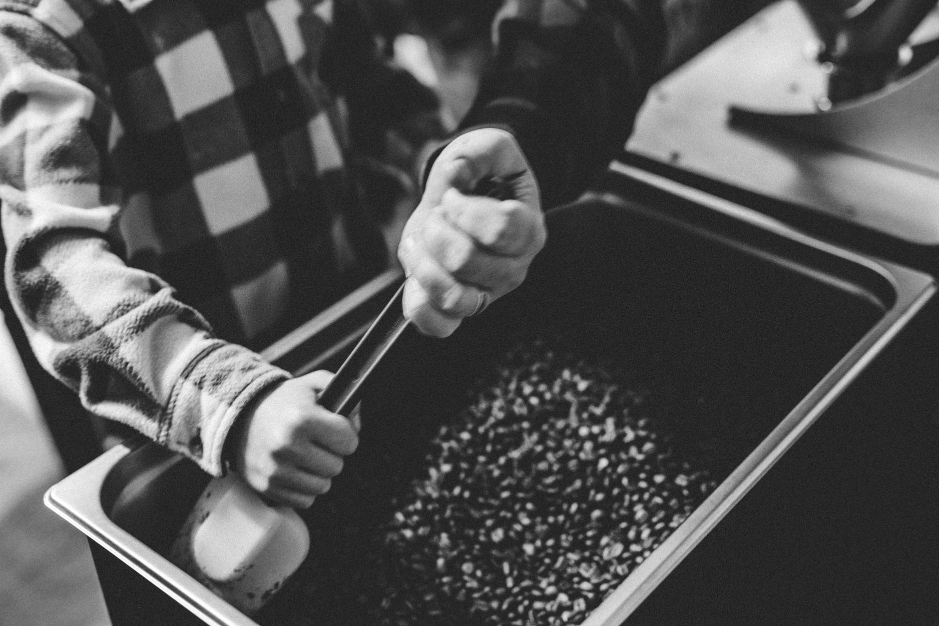 green coffee beans soaking in water tank decaffeination