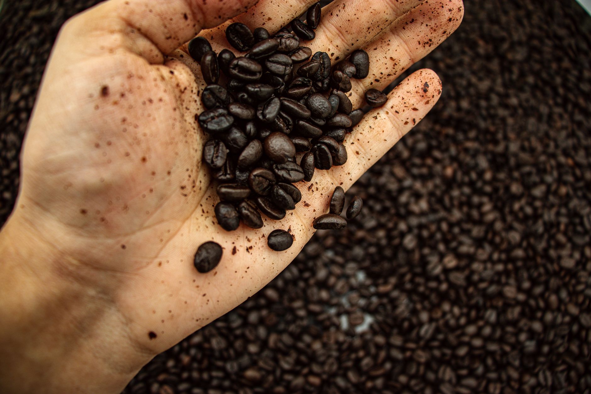 light vs dark roast espresso beans comparison