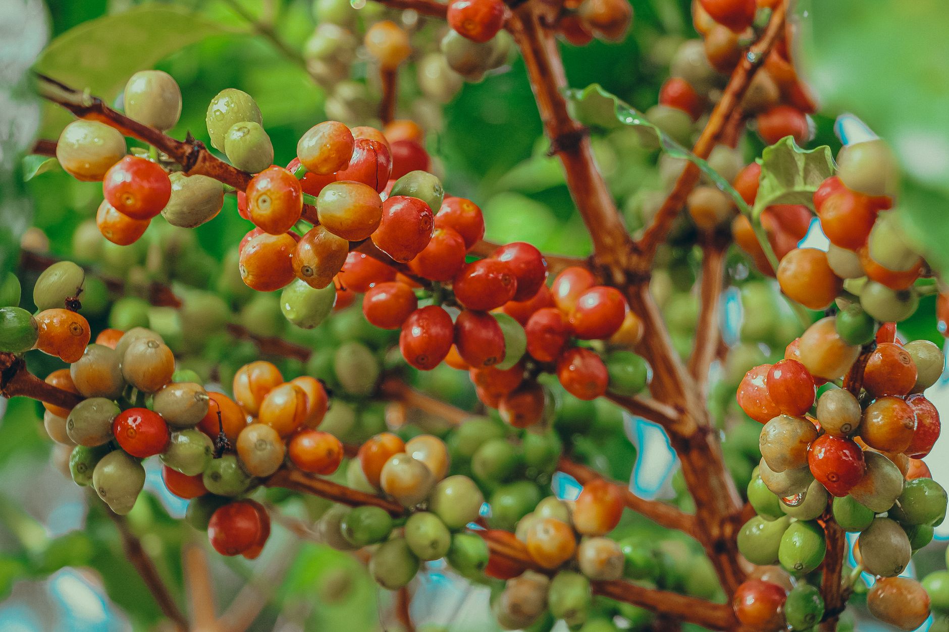 Ethiopian coffee forest wild arabica cherries red