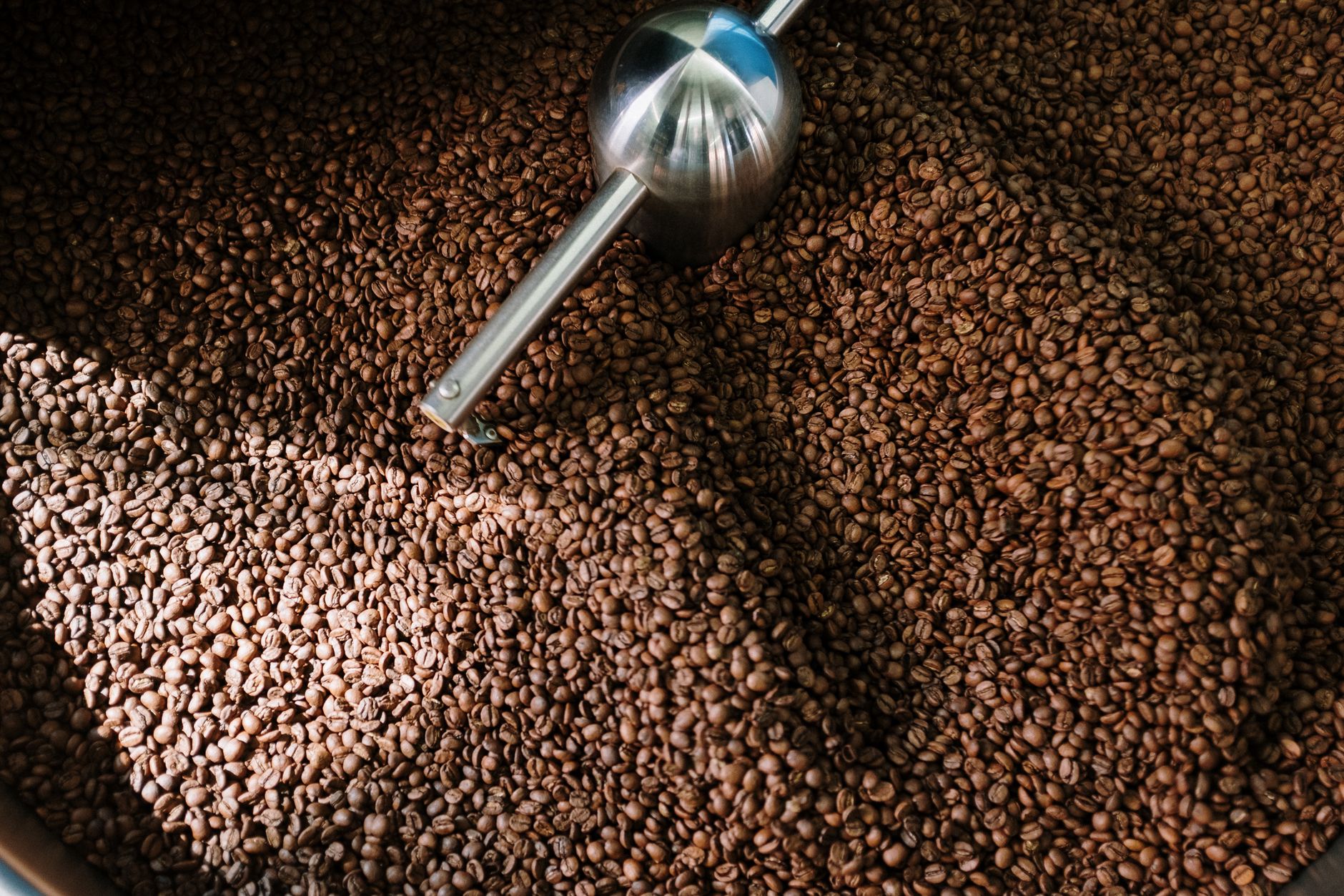 coffee bean roast color progression light to dark