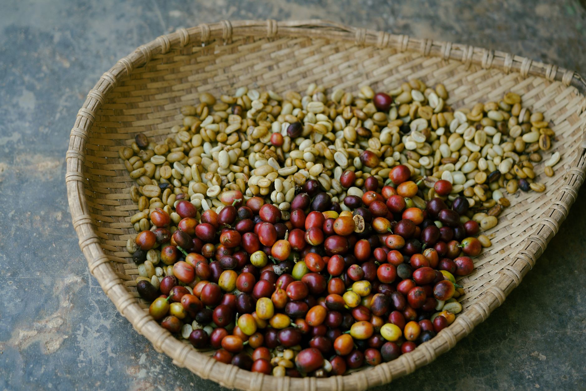 green coffee beans origin variety comparison Ethiopian Colombian