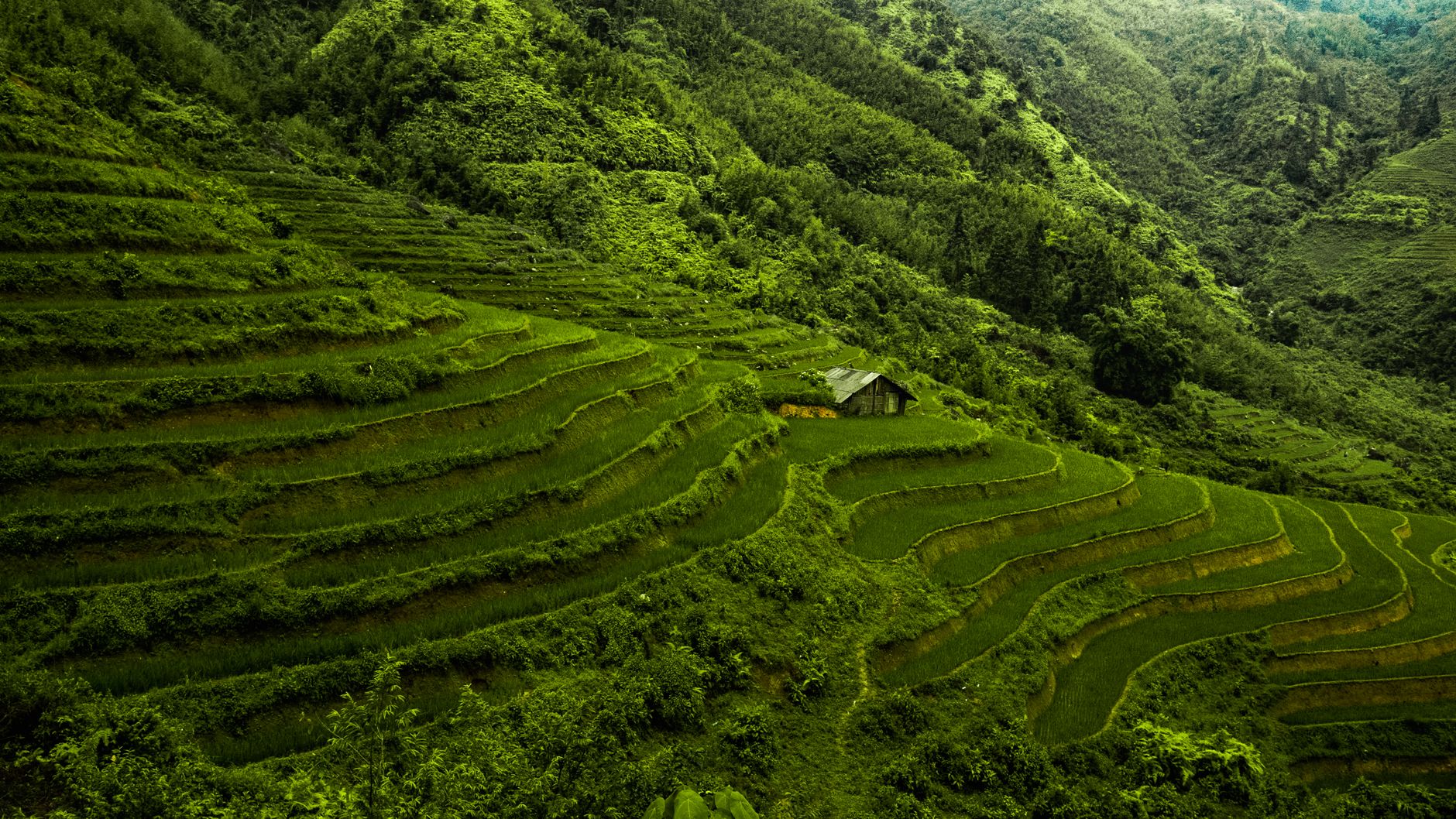 coffee farm mountain terraces jamaica mist