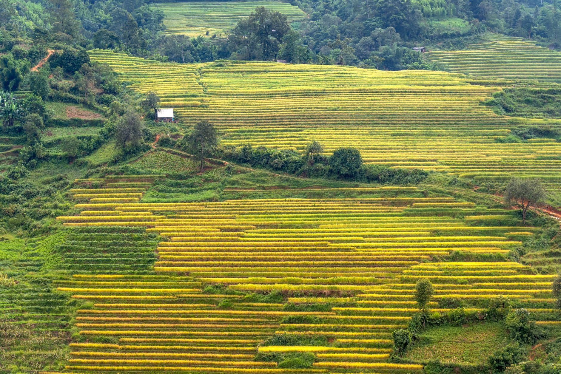 single origin coffee farm terraced hillside harvest
