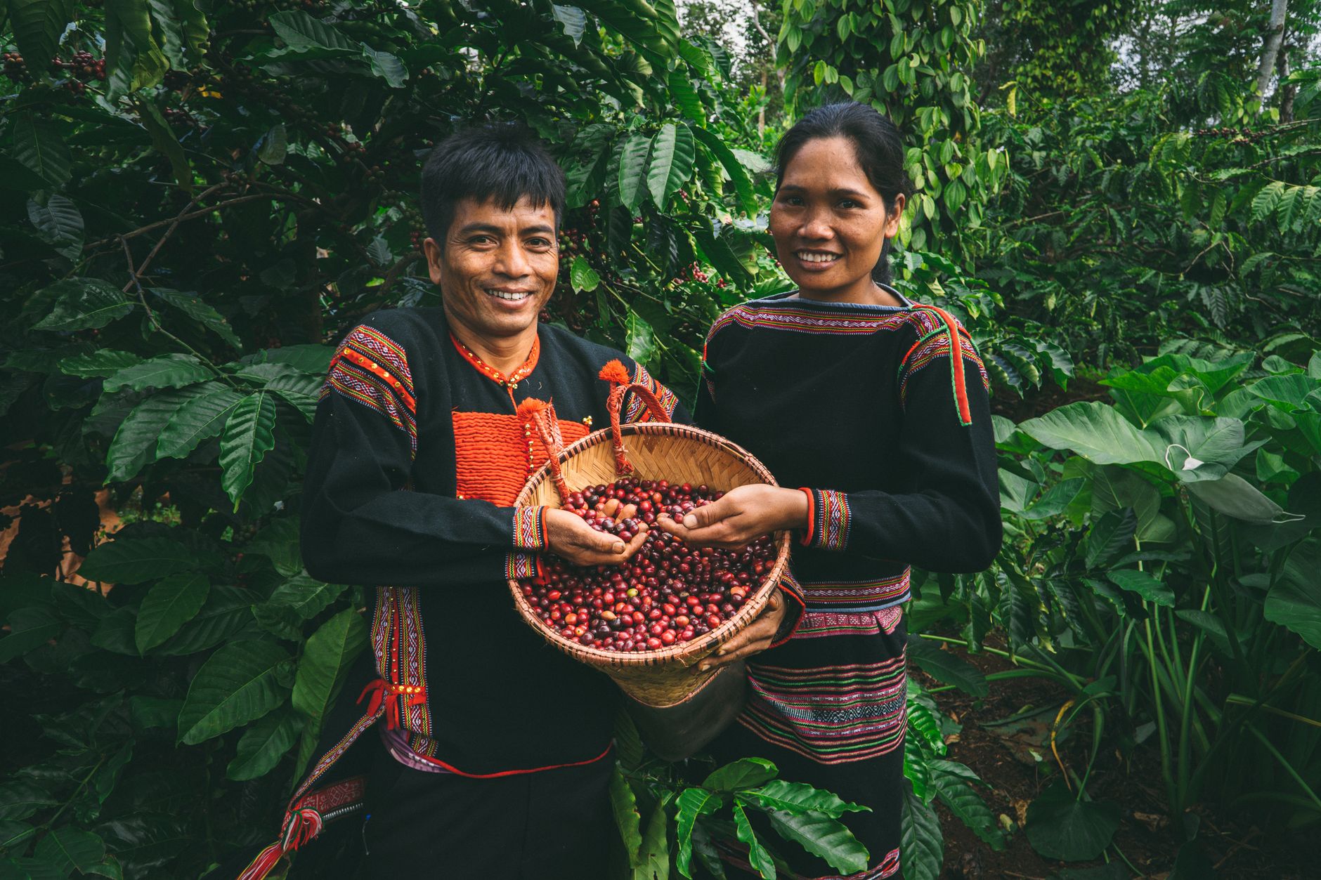 coffee farm selective hand picking red cherries hillside