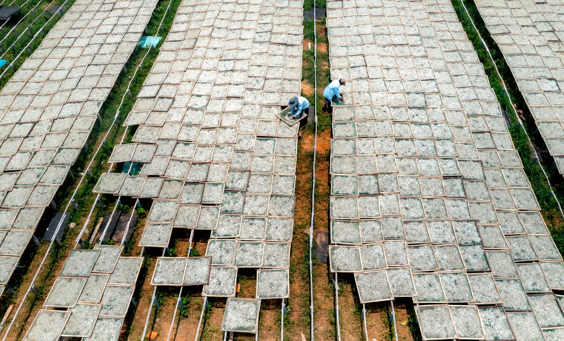 Ethiopia Yirgacheffe washed coffee cherries drying raised beds