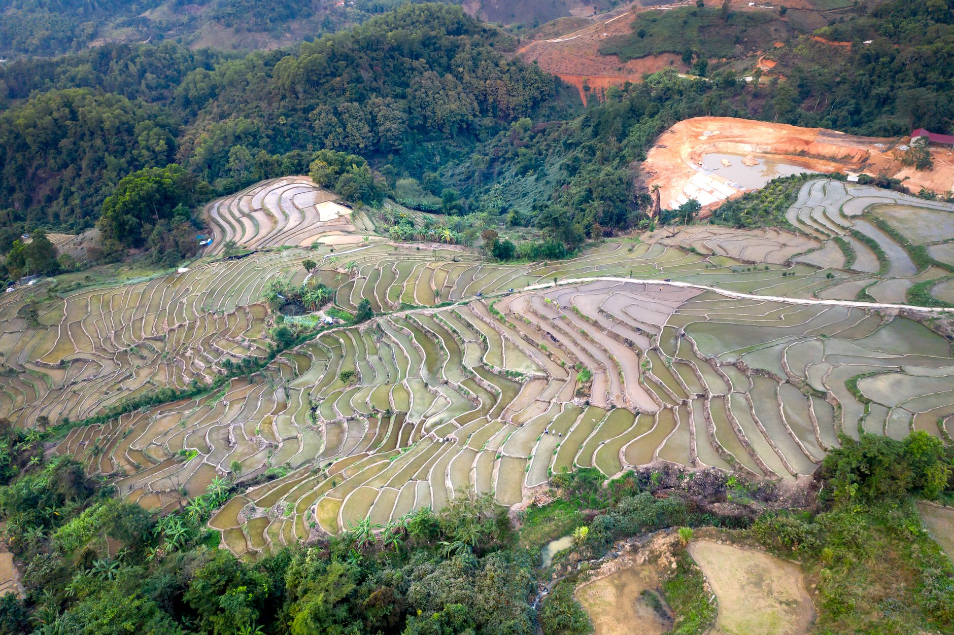 coffee farm terraced rows high altitude Ethiopia