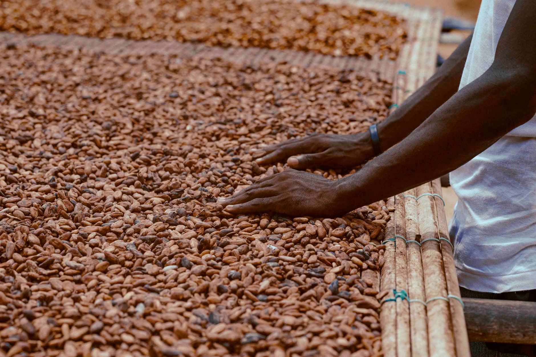 natural process coffee cherries drying patio sun