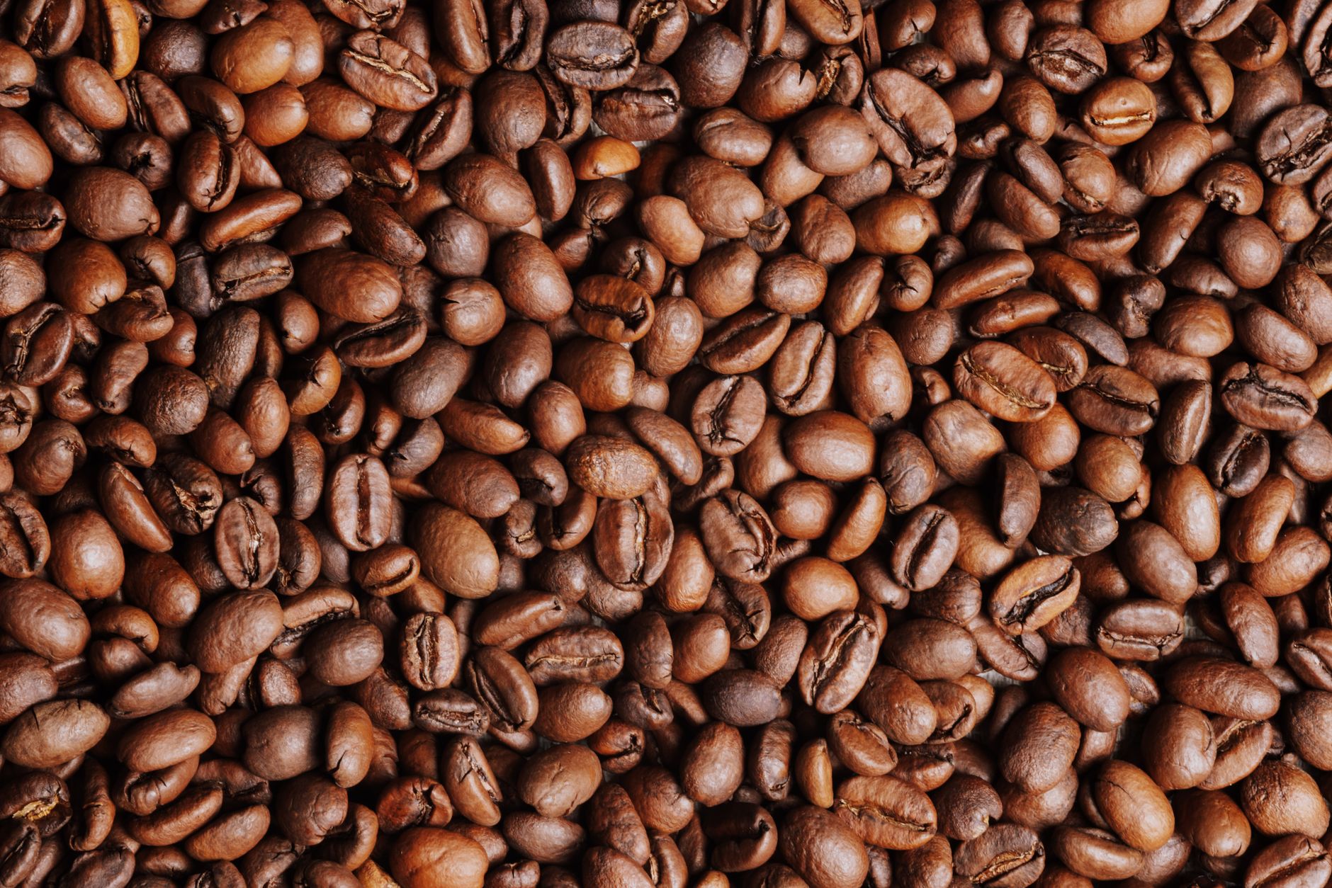 side by side light roast specialty beans vs dark roast commercial coffee