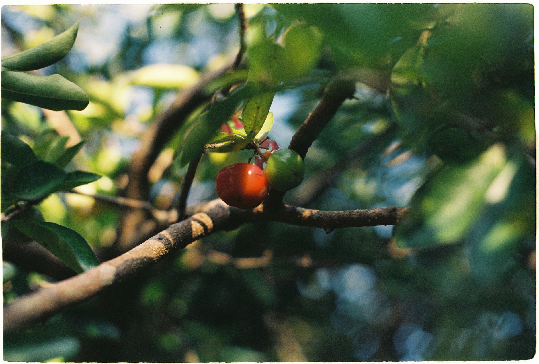 coffee cherry harvest red ripe Ethiopia Yirgacheffe hillside